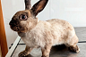Саратовские ветеринары вылечили уши белому великану Снежке
